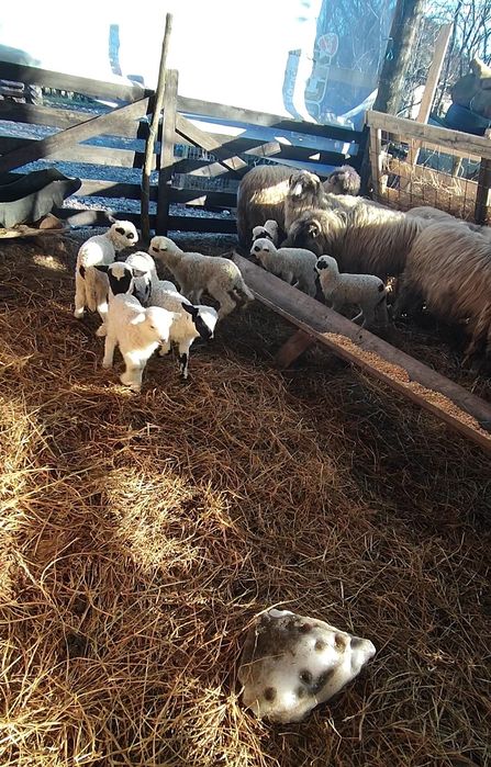 Vând 40 de oi cu miei