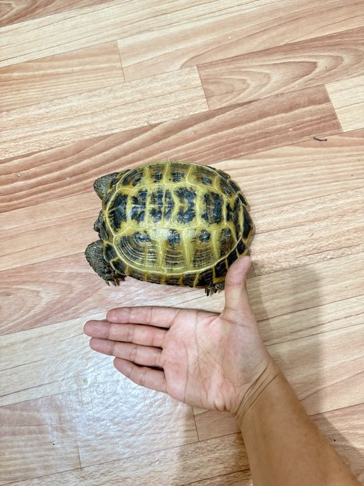 Сухопутная черепаха