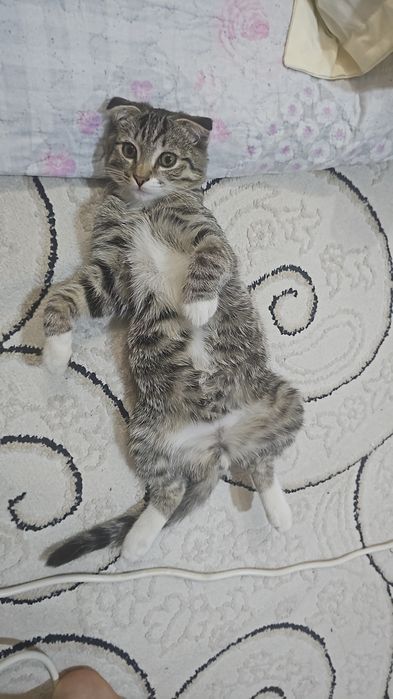 Продаю котенка срочно