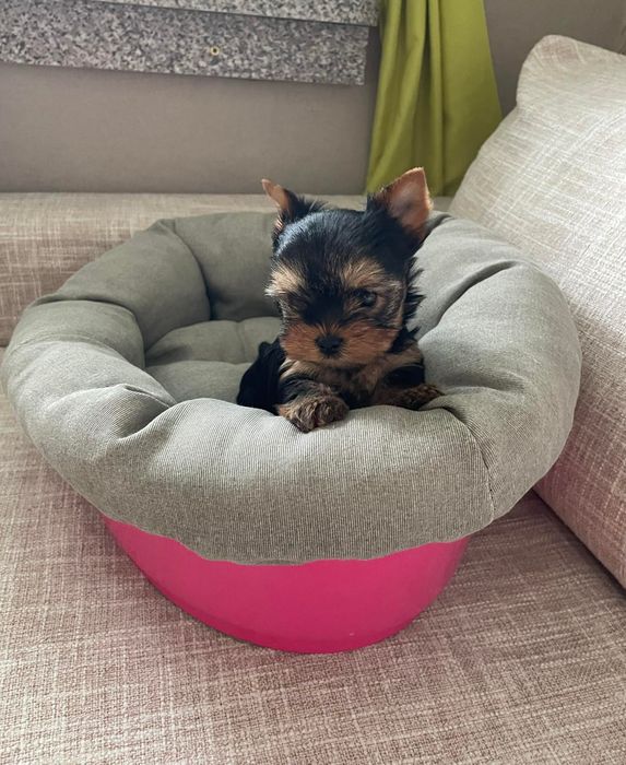 Мини йоркширски териер