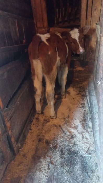 Vând vițel înțărcat