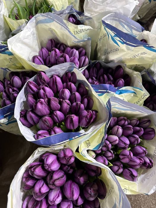 Голладнские тюльпаны оптом