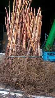 От Производител Уникален Разсад Ягоди и Малини