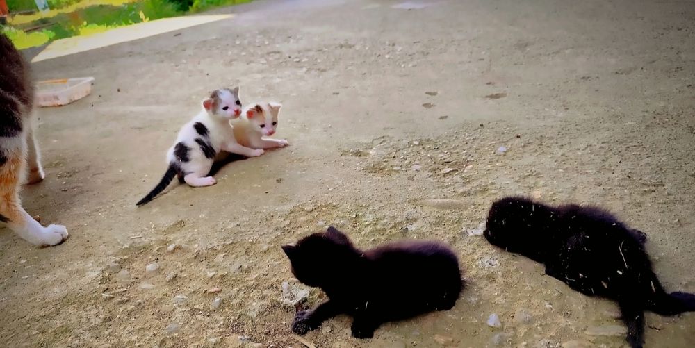 Donez cu drag două pisicuțe adorabile
