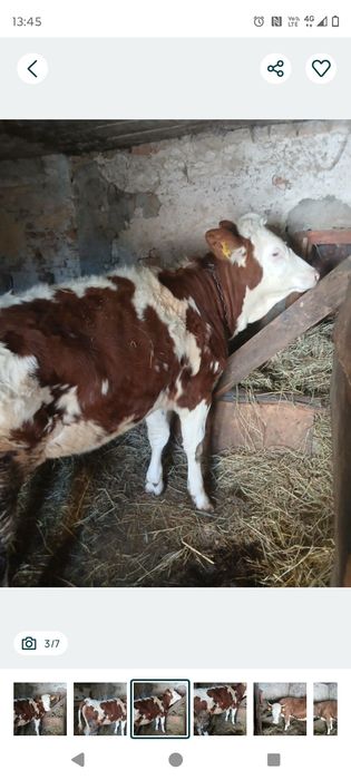 Vând juninca bălțată germana foarte buna blânda