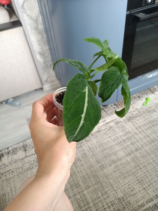 Продам сингониум Ведланда