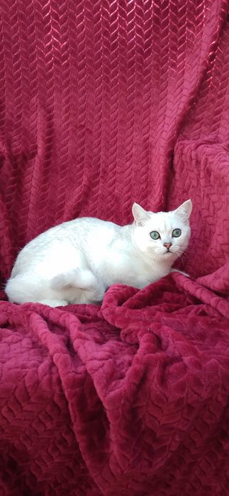 Pui pisica british shorthair chinchila silver