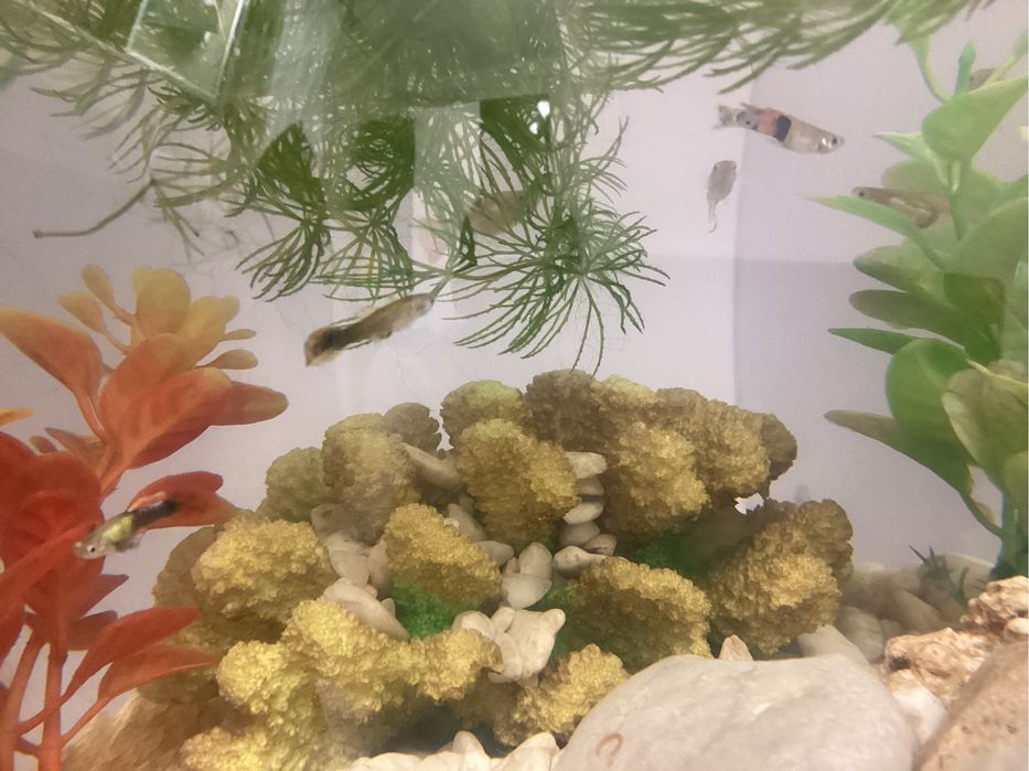 Рыба гуппи, рыбка гуппи, Гуппи, рыбы гуппи, аквариумная рыба гуппи