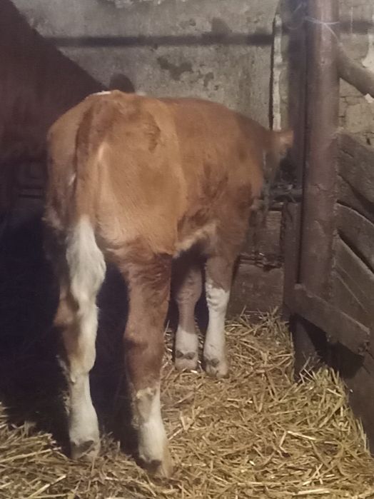 De vânzare vacă și vitea