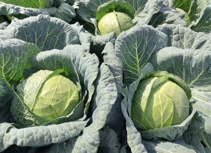 Капуста Чистая,Красивая