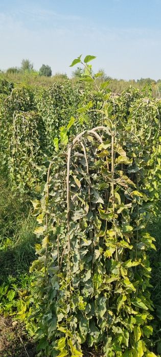 Декоративные тутовники от первых рук тутовник зонтик для ландшафтов