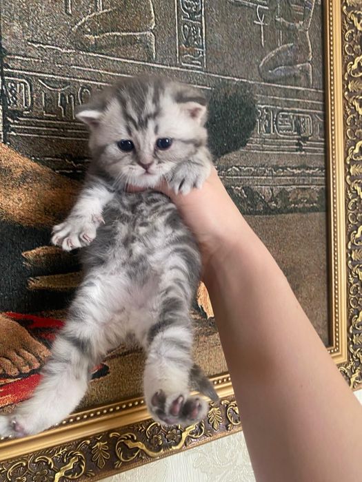 Продаются шикарные мраморята