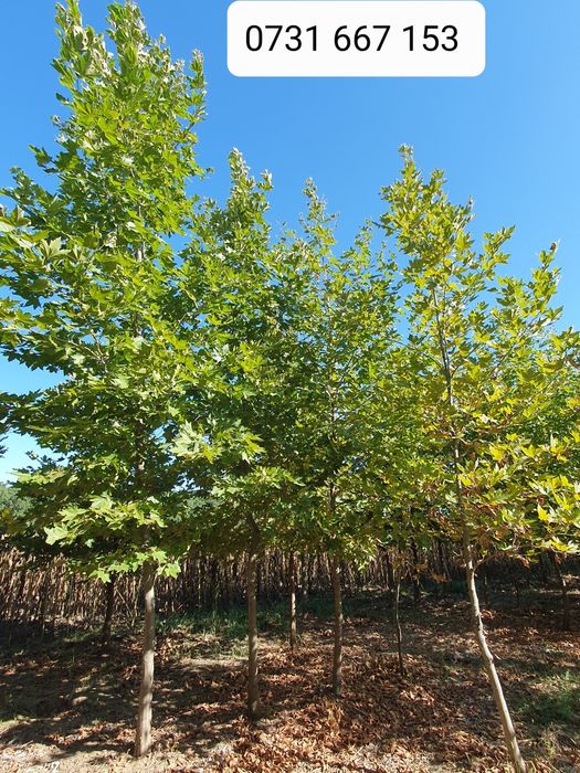 Leylandii chiparos laur englezesc Photinia Red Robin