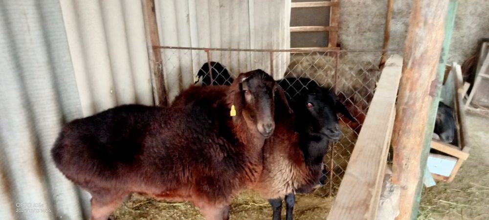 Кой сатылады мал