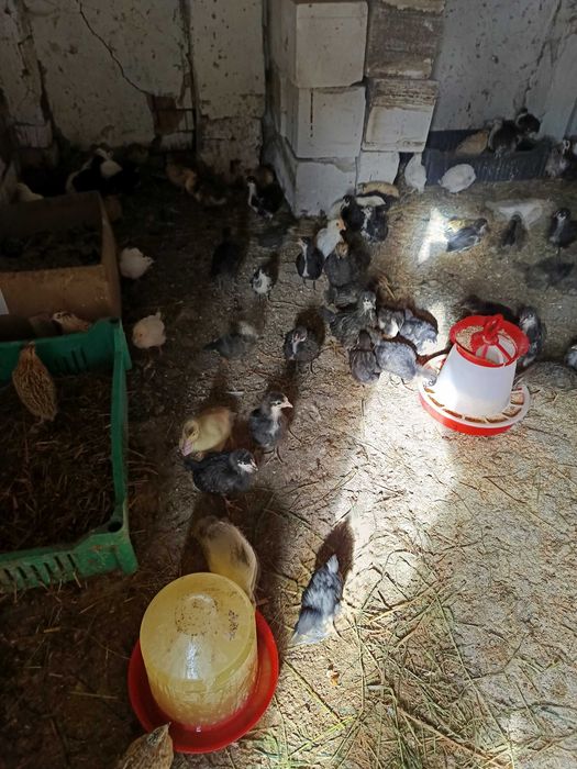 Pui de Australorp negru de 5-6 săptămâni