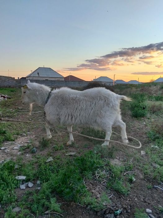 Орыс ешкі сатылады