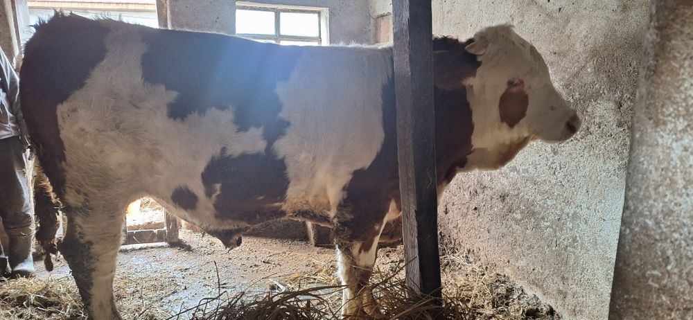 Vând Jurinca şi Taur