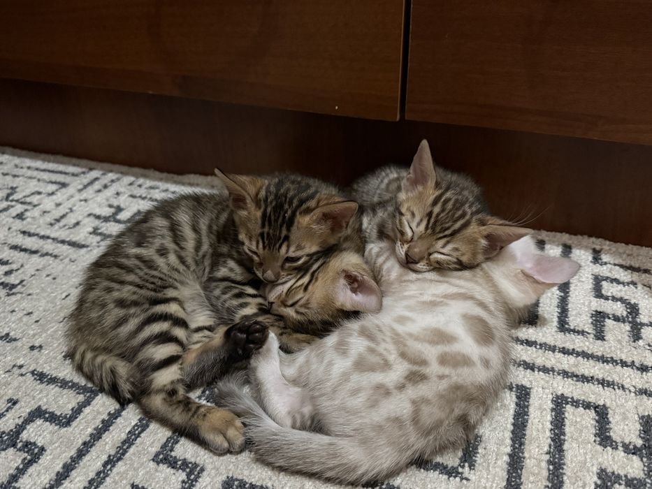 Бенгальские котята с документами
