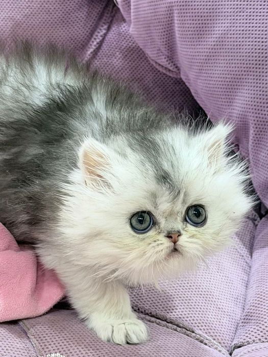 британская чистокровная серебристая шиншилла