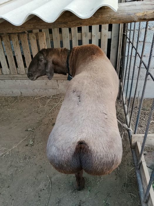 Қиссар қошқар сатылады