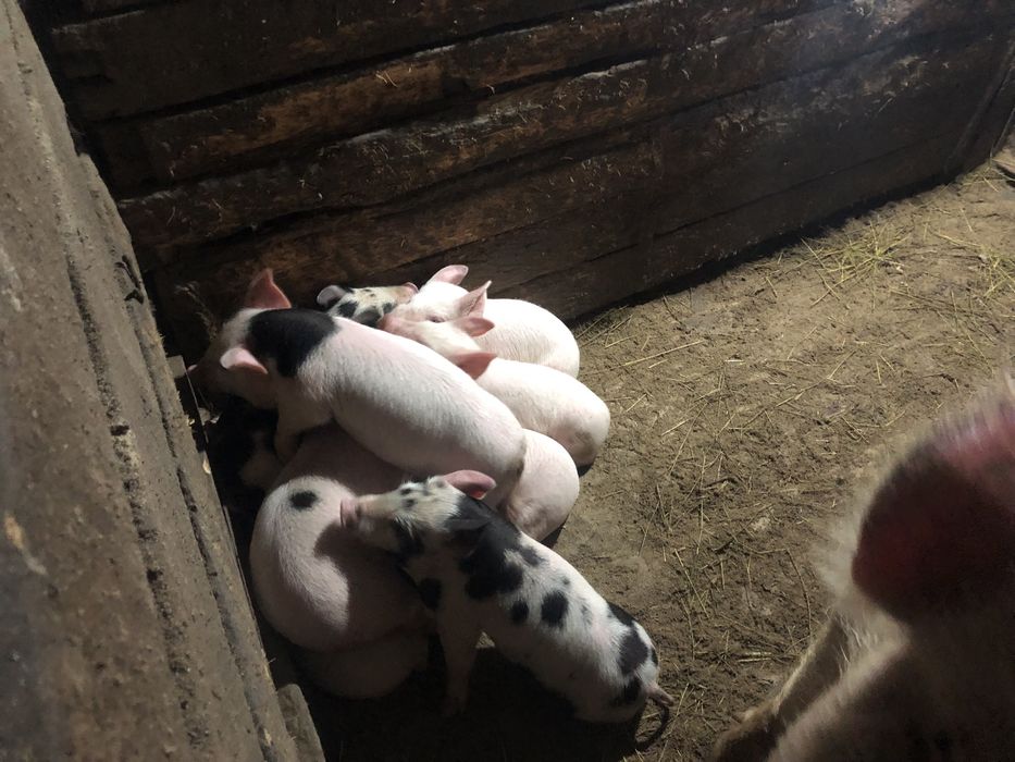 Продам месячных поросят