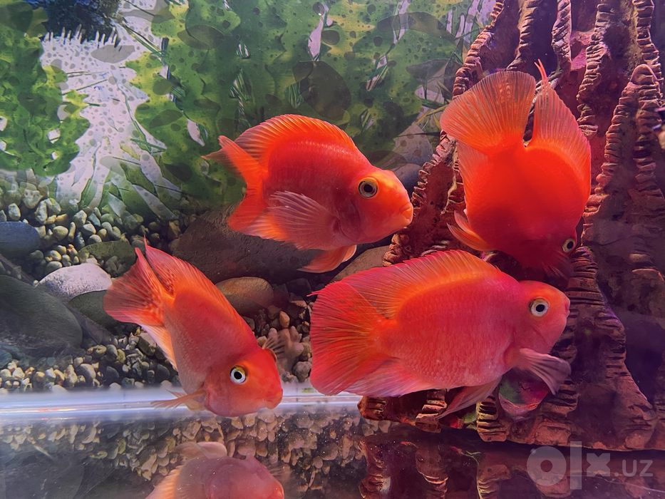 Akvarium tayyor holatda. Qo‘shimcha xarajatsiz ishlatasiz.