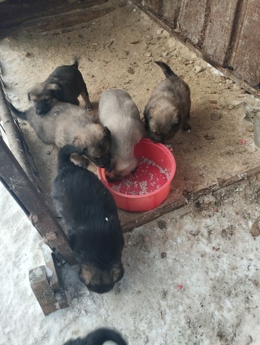 Щенки .22декабря месяц .