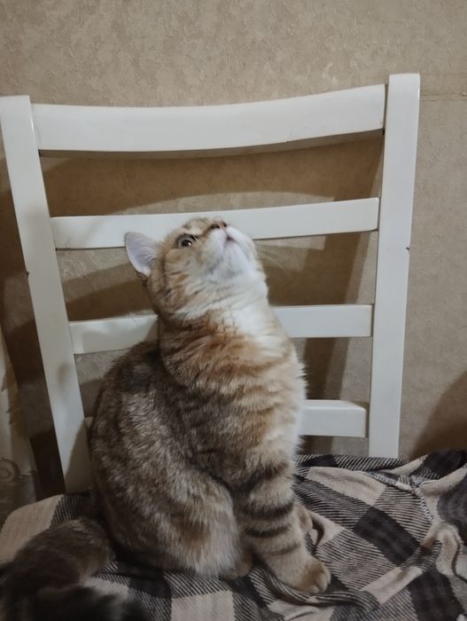 Продается котенок