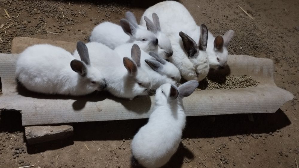 Quyonlar sotiladi Kaliforniya