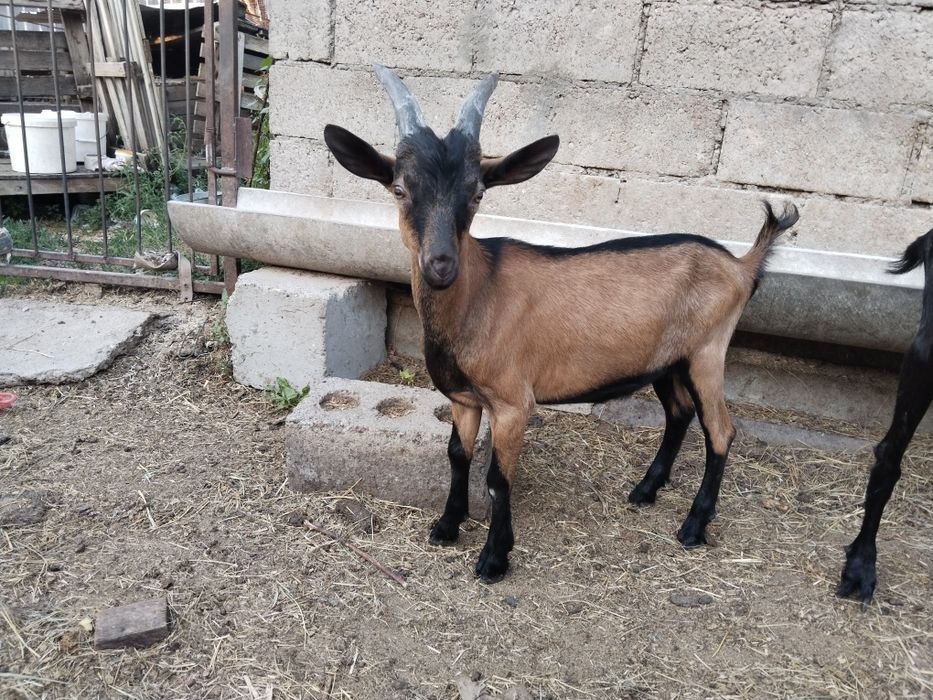 Альпийский козлик