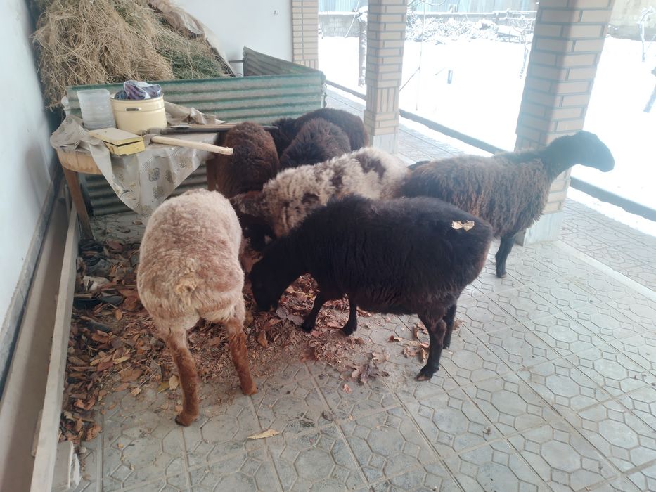 Куйлар сотилади .