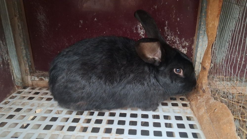 Erke Quyon Sotiladi 4 kilo