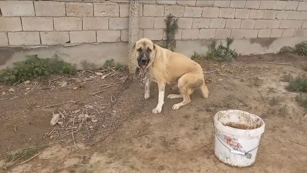 Ит сатам алабай 20к