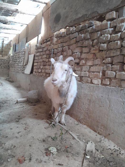 ассалому алейкум солик эчкилар сотилади 2.5  3 литргача сути бор