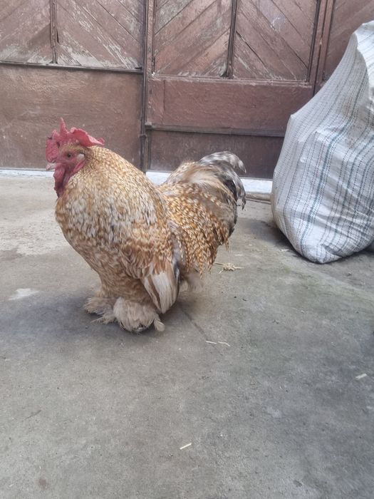 Choyne xoroz sotiladi