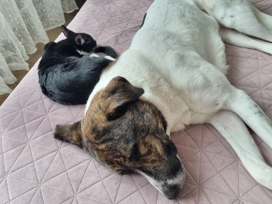 Търси осиновители