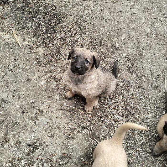 Отдам щенят в добрые руки