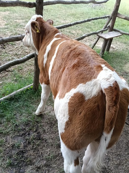 De vânzare trei tăuraș