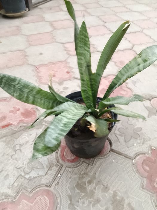 Домашние цветы с доставкой