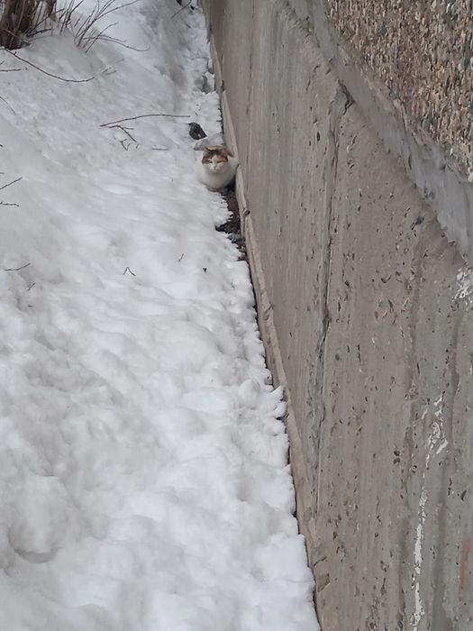 Кошка бездомная.