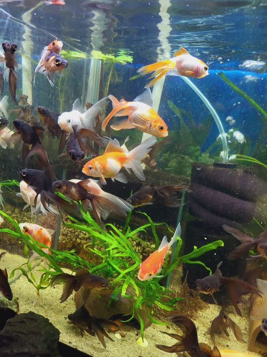 Carasi  ornamentali Goldfish