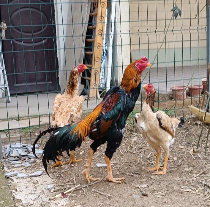 Jojalar sizni yalab tashlaydi