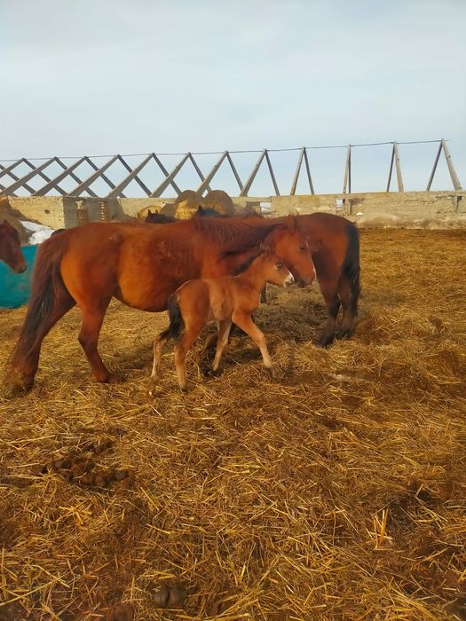 Құлынды биелер сатылады