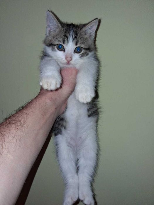 отдам котят добрым людям