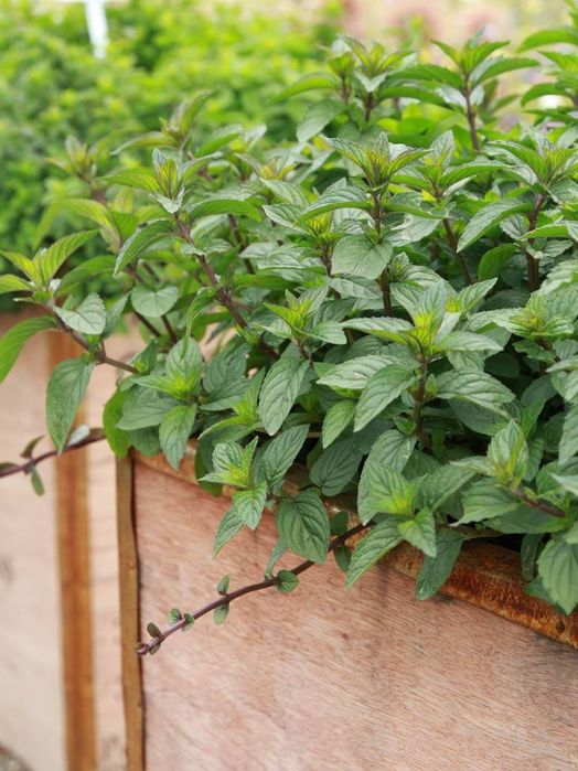 Vind menta proaspata gradina