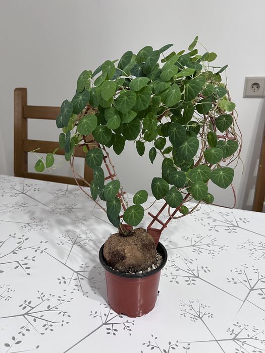 Продам цветок стефания эректа