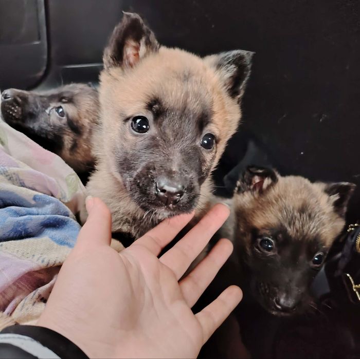 Белгийска овчарка Малиноа