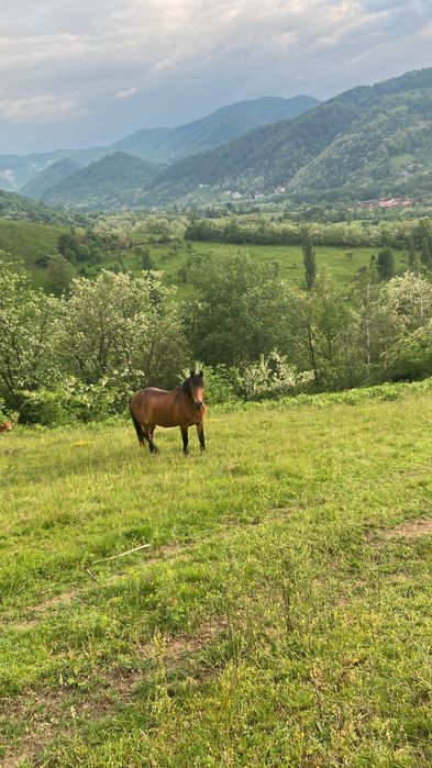 Schimb iapa gestantă cu oi