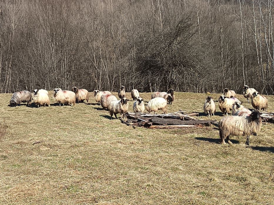 Vand  20 de oi cu mie 15 cu miei și 5gestante