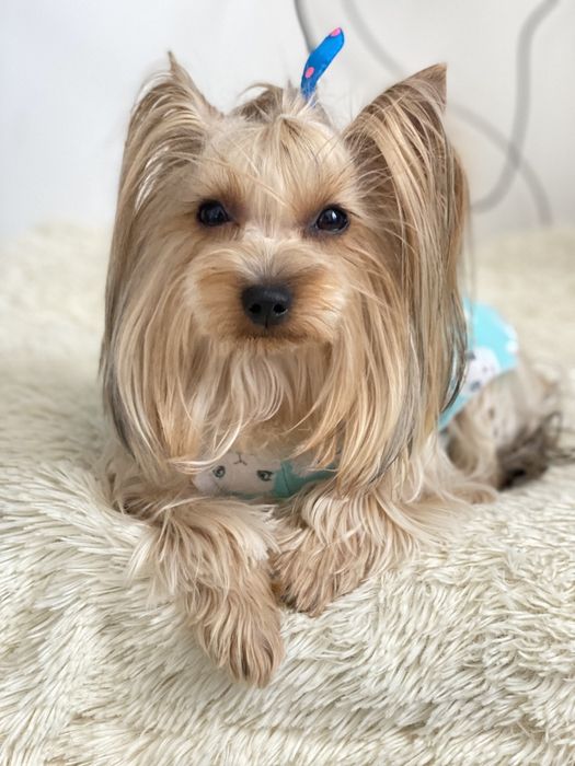 Ищем мальчика йорка для вязки